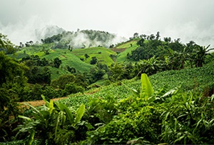 Plantage